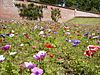 Anemones in National Trust gardens at Trengwainton - geograph.org.uk - 469854.jpg