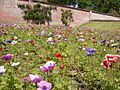 Anemones in National Trust gardens at Trengwainton - geograph.org.uk - 469854