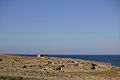 Archaeological Site of Palamari at Skyros 2022