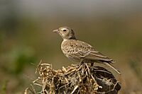 Ashy-crowned sparrow-lark