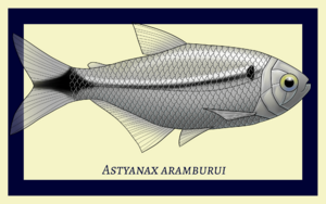 Astyanax aramburui illustration.png