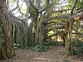 Australia rockhampton botanic gardens