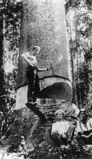 Axeman Hillcoat felling a tree in the Kin Kin district ca. 1915f