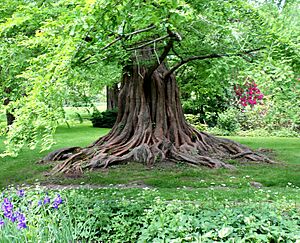 Bailey arboretum tree