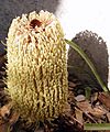 Banksia petiolaris2 email