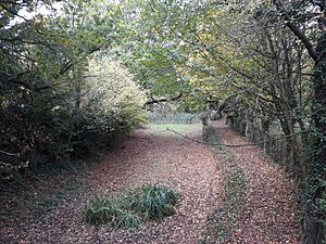 Basingstoke Canal, Up Nately 01