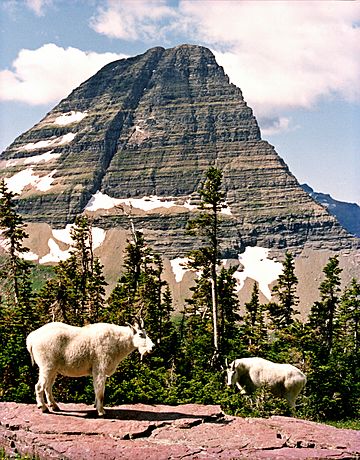 Bearhat Mountain goats.jpg