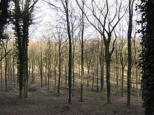 Beech woodland - geograph.org.uk - 351223