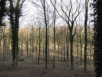 Beech woodland - geograph.org.uk - 351223.jpg