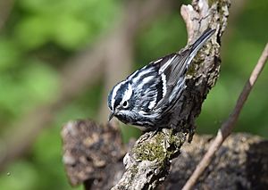 Black-and-white Warbler (25767858484)