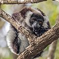 Black and white ruffed lemur (Varecia variegata variegata)