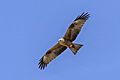 Black kite (Milvus migrans migrans) in flight Huelva 2