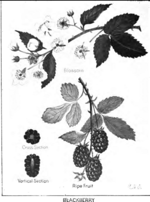 Blackberry plant illustration from M. H. Carter's Nature Study With Common Things (1904)