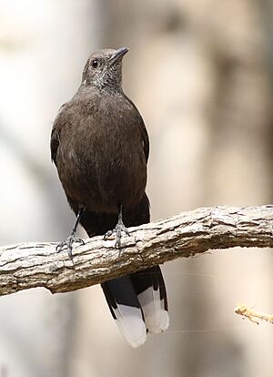 Boulder chat, Pinarornis plumosus, at Lake Chivero, Harare, Zimbabwe. (21294239804).jpg