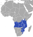 Brown Greater Galago area