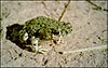 A green toad with black speckles