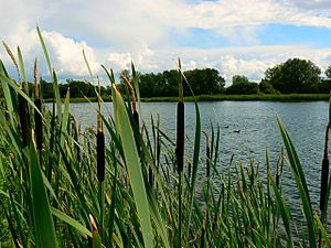 Bullrushes, coots and water, near South Cerney - geograph.org.uk - 484361