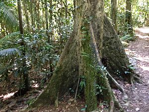 Buttress tree trunk cedar grove track