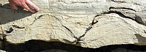 CambrianStromatolites