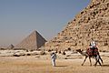 Camel and the pyramids