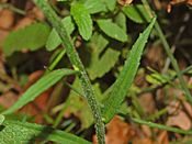 Campanulaceae - Campanula rapunculus-3