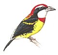 Capito wallacei