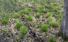 Carex bromoides