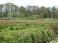 Carlton Marshes 5