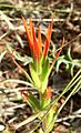 Castilleja minor ssp minor 1