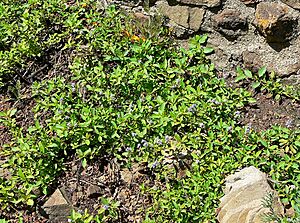 Ceanothus diversifolius 1