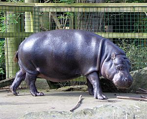 Pygmy hippopotamus at Bristol Zoo in United Kingdom