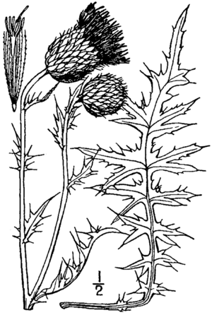 Cirsium flodmanii drawing.png
