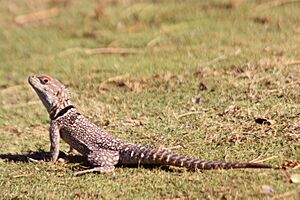 Collared iguanid oplurus cuvieri.jpg