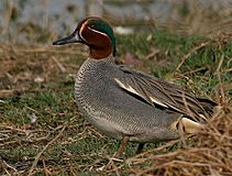 Common Teal (Anas crecca) near Hodal, Haryana W IMG 6512.jpg