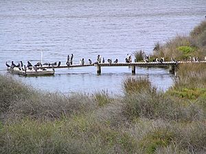 Cormorants roosting at Tait Point