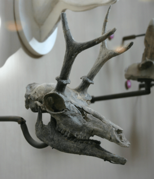 Cosoryx fossil cropped