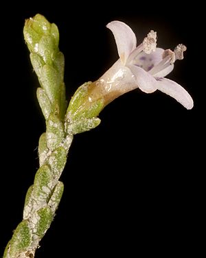 Diocirea microphylla (15435234192).jpg