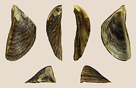 Dreissena polymorpha 02