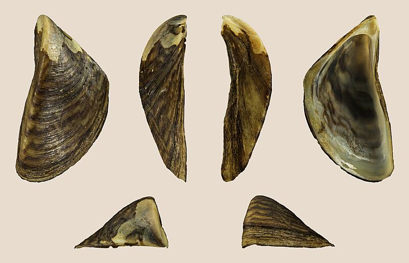 Dreissena polymorpha 02