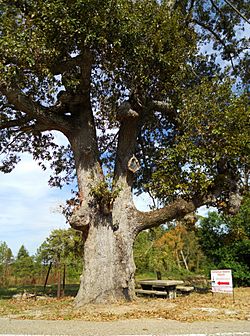 The "Old Oak Tree"