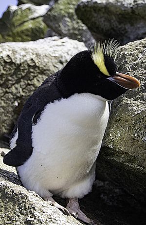 Erect-crested penguin Facts for Kids