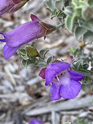 Eremophila rotundifolia.jpg