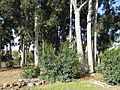 Eucalyptus foliage isobilateral dorsiventral IMG 0588e