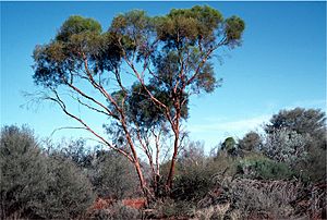 Eucalyptus formanii.jpg