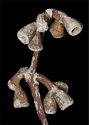 Eucalyptus grossa fruit