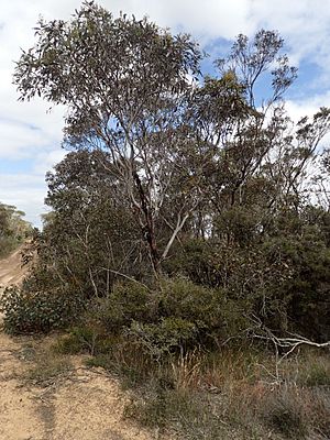 Eucalyptus hebetifolia.jpg