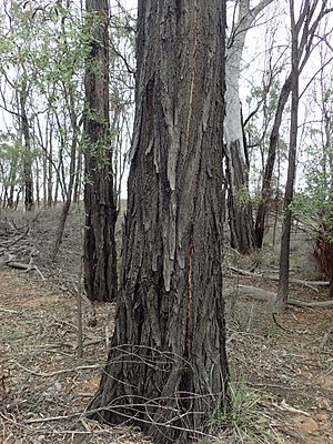 Eucalyptus rhombica bark