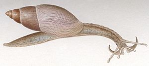 Euglandina rosea drawing
