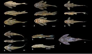Fish fauna (10.3897-zookeys.875.31977) Figure 9