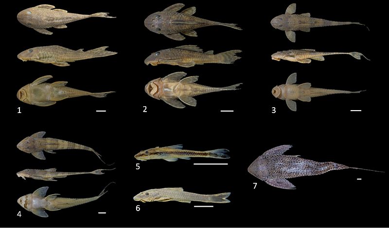 Fish fauna (10.3897-zookeys.875.31977) Figure 9